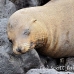 lion_sea_galapagos_san_h_0047_ecu2244.jpg